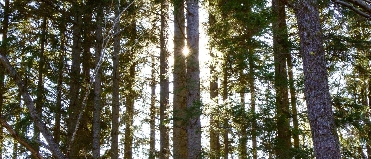 Morning sun breaking through a stand of tall pines